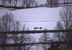 Traner på Sandenget.