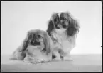 Ateljé Mira. Beställare: Fru Veterinär Pettersson
