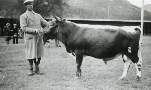 Kittil Oredalen med ein okse på Dyrskun