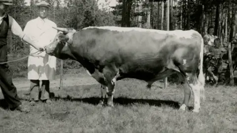 Oksen Børugg T 792 i 1954, 2. premie Dyrskun.  Eigar:  Oksestasjonen i i Bø.  Mannen i kvit frakk er Kittil Oredalen