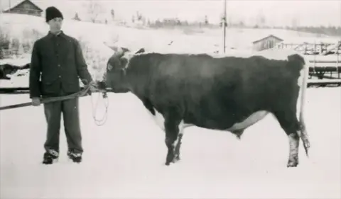 Kittil Oredalen med okse på Bø stasjon