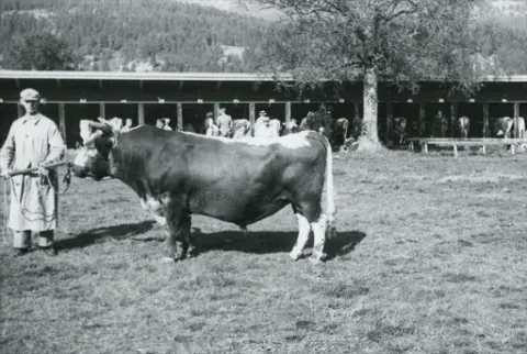 Kittil Oredalen med okse på Dyrskun