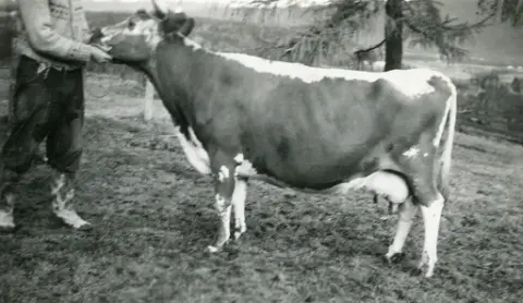 Kua Lauvlin, fødd 3.10.1947. Gav 271 kg mjølkefeitt på 2. kalven.  Eigar: Torjus Torstveit
