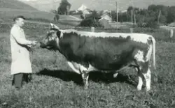 Oksen 6908 Bås ved Oksestasjonen i Bø i 1962.  Mannen er Agn