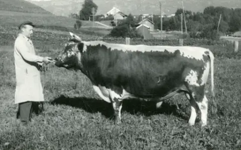 Oksen 6908 Bås ved Oksestasjonen i Bø i 1962.  Mannen er Agnar Bakken.