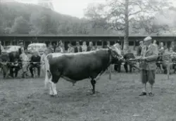 Arne Strømme med okse på Dyrskun