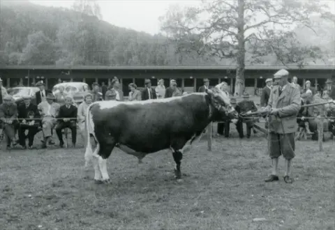 Arne Strømme med okse på Dyrskun