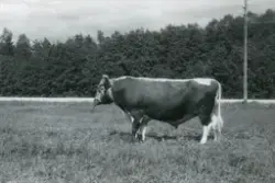 Oksen Høvding 7103 på Lien i 1962.  2. premie.