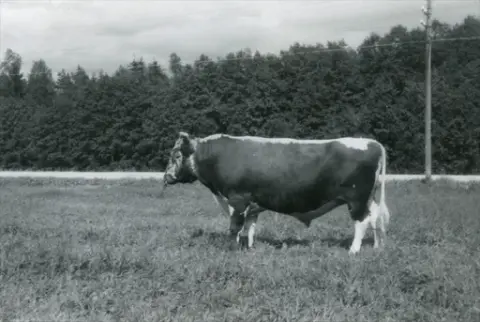 Oksen Høvding 7103 på Lien i 1962.  2. premie.