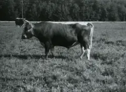 To okser på beite ved Lien Oksestasjon.