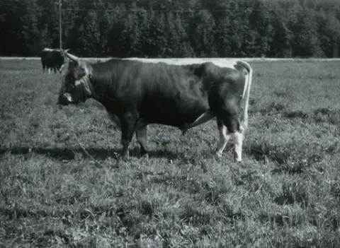 To okser på beite ved Lien Oksestasjon.