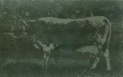 To bilde av ku, scanna frå glasplate.