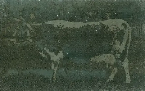 To bilde av ku, scanna frå glasplate.