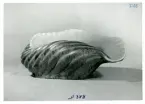 Snäckfomradskål från Bo Fajans, formgivare Ewald Dahlskog, omkring 1900-talets mitt.