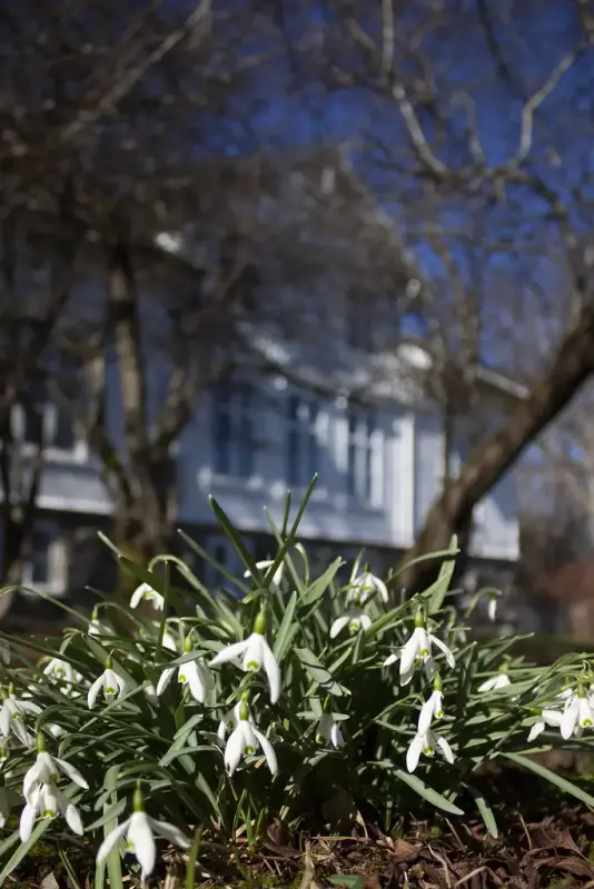 Snøklokker foran Rosvoll prestegård