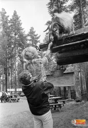 Barbro "Lill-Babs" Svensson och Lasse Berghagen på Jössebo