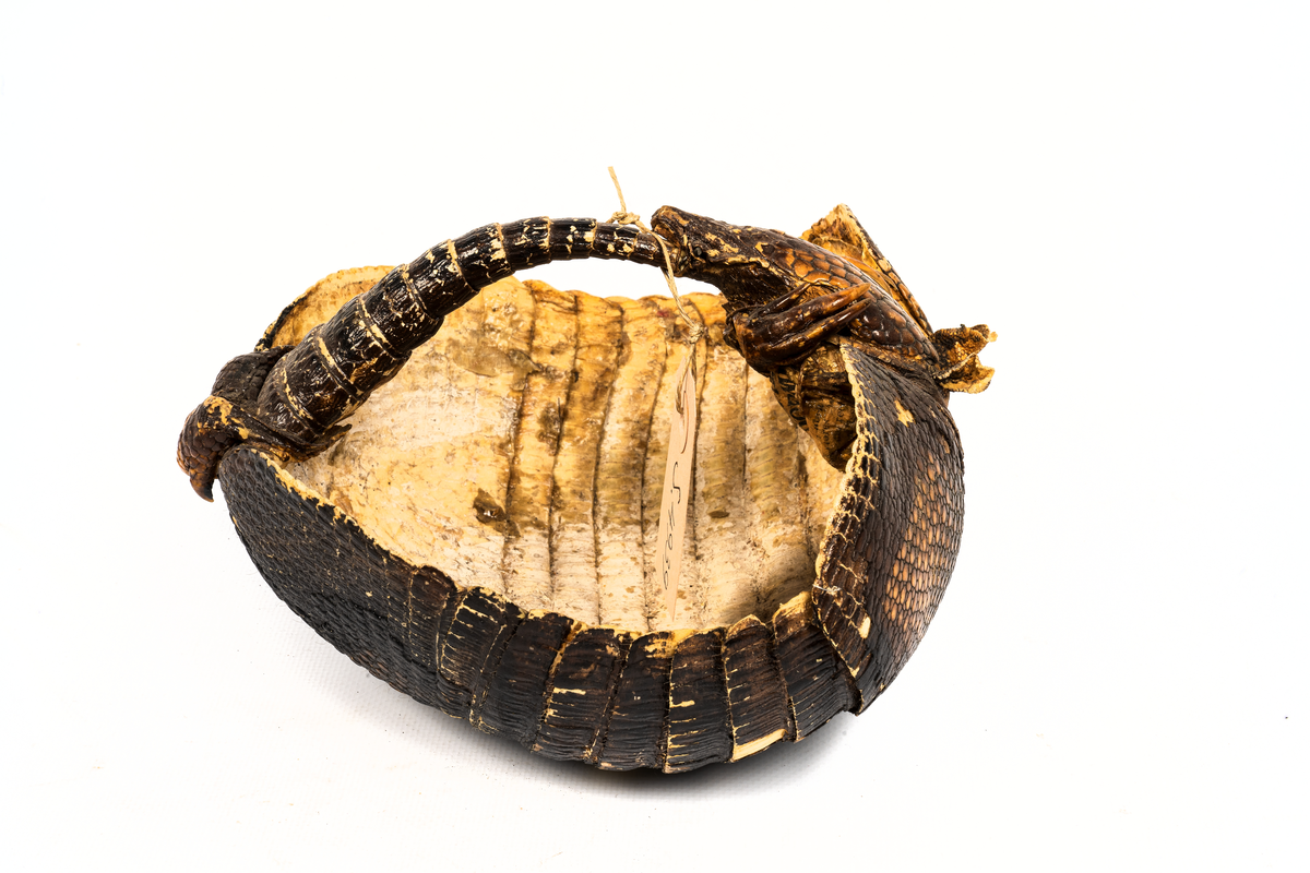 Ryggsköld av bältdjur.