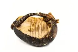 Ryggsköld av bältdjur