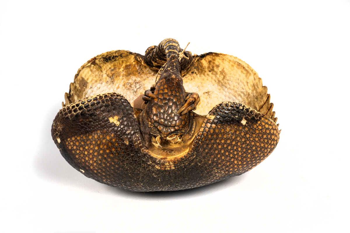 Ryggsköld av bältdjur.