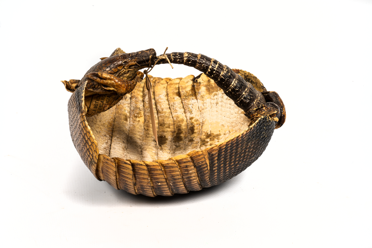 Ryggsköld av bältdjur.