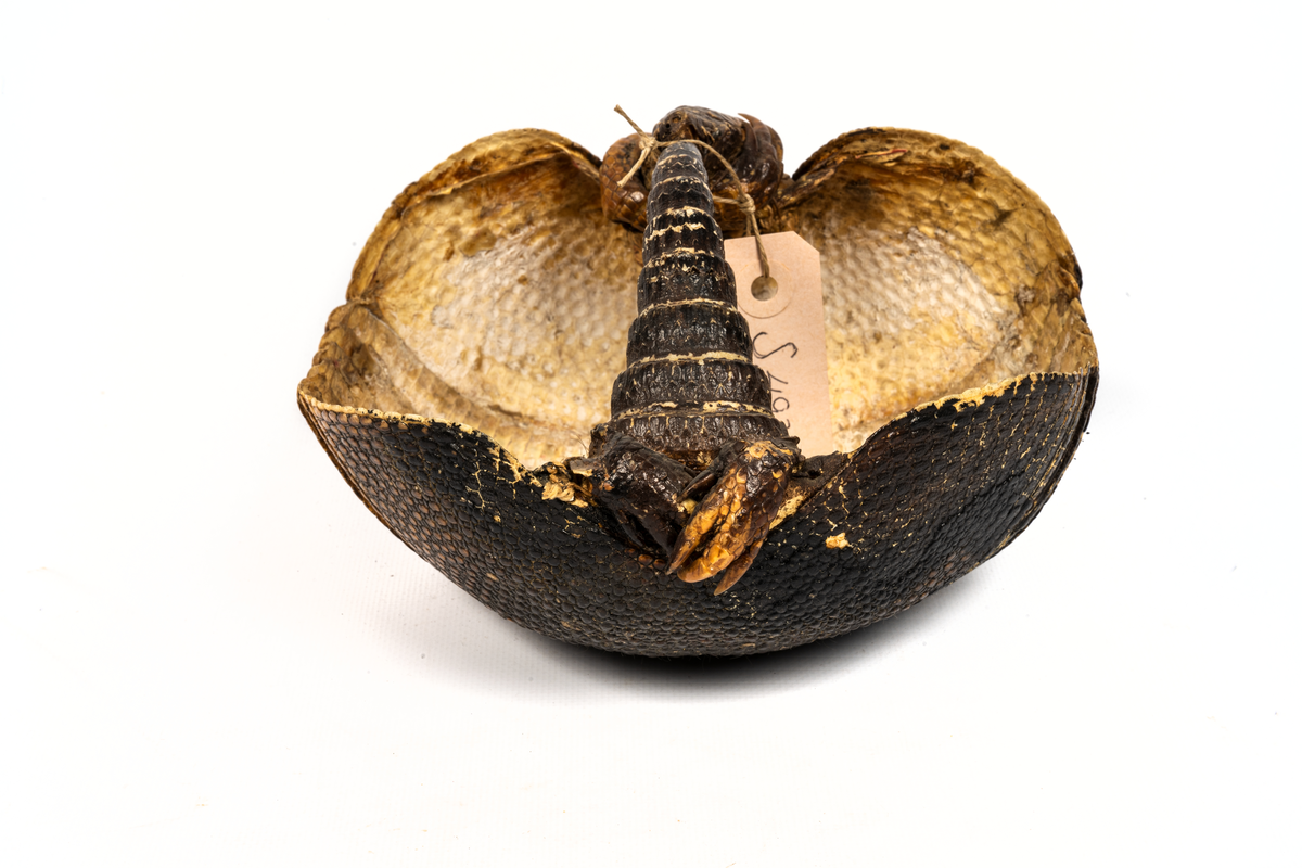 Ryggsköld av bältdjur.