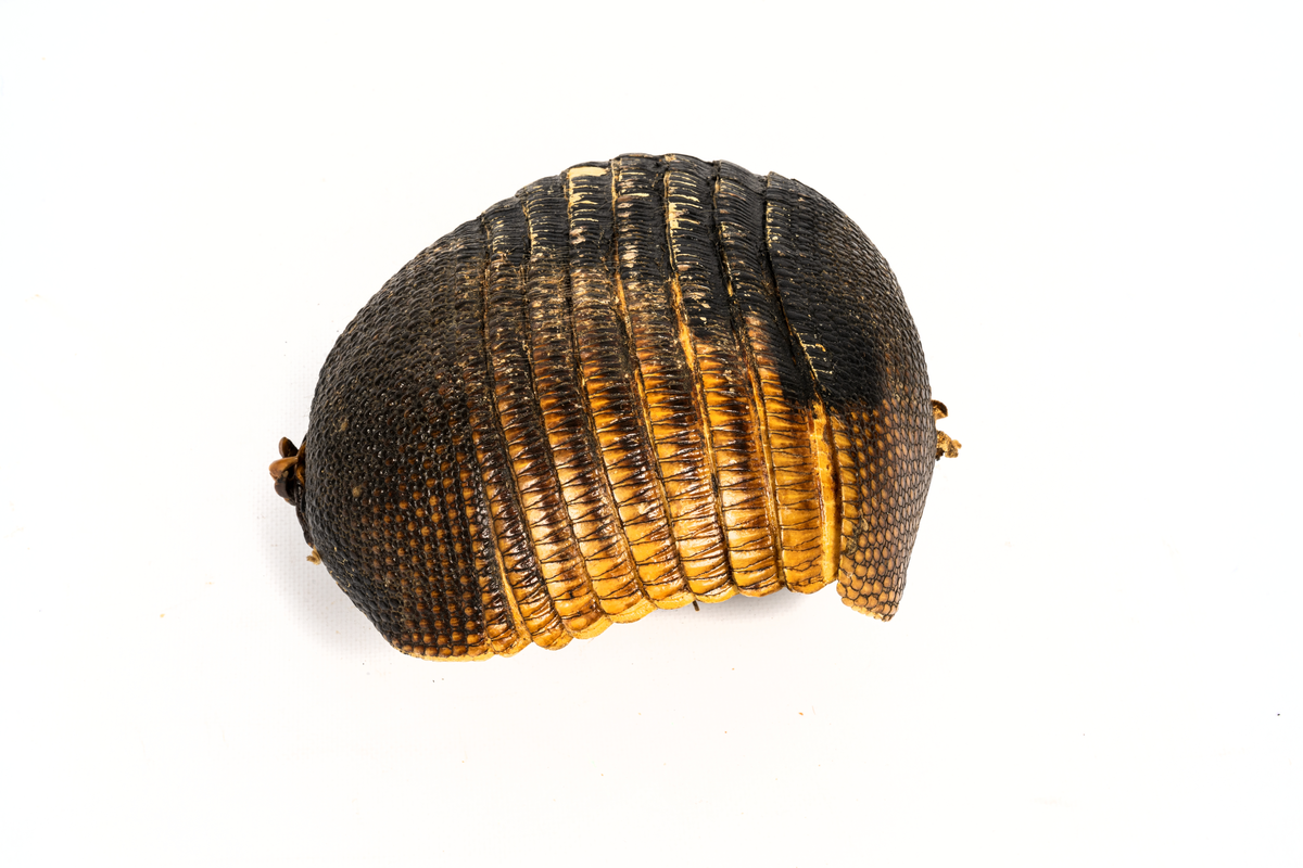 Ryggsköld av bältdjur.