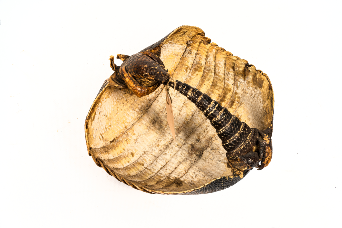 Ryggsköld av bältdjur.