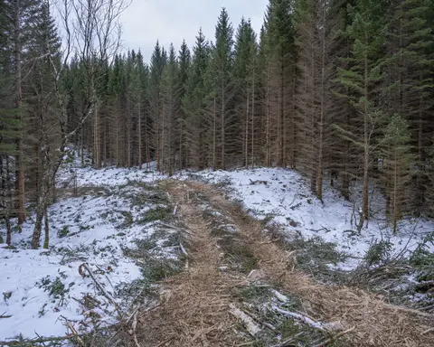 Kjøreveg for lassbærer som skulle transportere tømmer fra et hogstfelt på åsryggen mellom Skjelstad og Hustoft mot velteplassen på Skjelstad i Steigen kommune i Nordland vinteren 2026. Dette kystnære området har mye såkalt «bæresvak mark» - underlag som ikke tåler stor trykkbelastning. Dette kan skyldes partikkelstrukturen i jordsmonnet, stort fuktinnhold og stedvis også liten armeringseffekt i rotsjiktet på markvegetasjonen. Her har man tydeligvis avvirket trærne i noe man mente ville bli en godt kjørbar trasé. Deretter har man – antakelig vel vitende om at telen i dette området ikke gikk særlig djupt – løftet kvist som lå igjen etter den innledende traséhogsten inn i den kjørestripa ser lassbæreren med tunge tømmerlass skulle gå. Kvisten tok av for trykket fra hjulene på den tunge traktoren og fra beltene på den enda tyngre tilhengeren. I den regionen der dette fotografiet er tatt var det to maskinentreprenørselskaper som påtok seg slike oppdrag - Salten Skogservice AS og Allskog entreprenør, med en avdeling i Salten og en i Vesterålen. Her var det det sistnevnte miljøet som sto for drifta. Maskinførerne oppgav til fotografen som tok dette bildet at det skulle avvirkes mellom 5 000 og 6 000 kubikkmeter tømmer.
