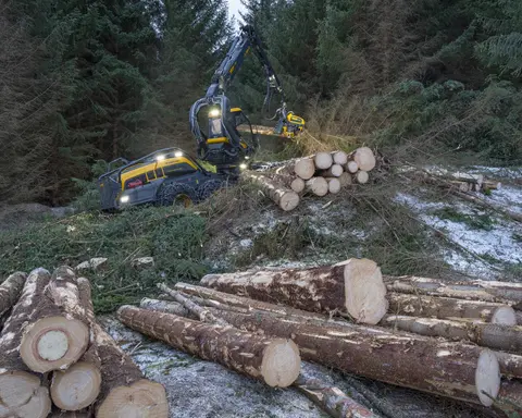 Avvirkning av sitkagran. Hogst av sitkagran i Steigen, Nordland. Skogbruk i Nord-Norge. Hogsten fant sted på åsryggen mellom Skjelstad og Hustoft nær Leines, og den totale hogsten var på mellom 5000 og 6000 kubikkmeter tømmer. Hogstmaskin i arbeid.