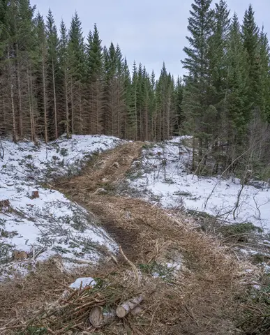 Kjøreveg for lassbærer som skulle transportere tømmer fra et hogstfelt på åsryggen mellom Skjelstad og Hustoft mot velteplassen på Skjelstad i Steigen kommune i Nordland vinteren 2026. Dette kystnære området har mye såkalt «bæresvak mark» - underlag som ikke tåler stor trykkbelastning. Dette skyldes partikkelstrukturen i jordsmonnet, stort fuktinnhold og stedvis også liten armeringseffekt i rotsjiktet på markvegetasjonen. Her har man tydeligvis avvirket trærne i noe man mente ville bli en godt kjørbar trasé. Deretter har man – antakelig vel vitende om at telen i dette området ikke gikk særlig djupt – løftet kvist som lå igjen etter den innledende traséhogsten inn i den kjørestripa ser lassbæreren med tunge tømmerlass skulle gå. Kvisten tok av for trykket fra hjulene på den tunge traktoren og fra beltene på den enda tyngre tilhengeren. I den regionen der dette fotografiet er tatt var det to maskinentreprenørselskaper som påtok seg slike oppdrag - Salten Skogservice AS og Allskog entreprenør, som har en avdeling i Salten og en i Vesterålen. Her var det det sistnevnte miljøet som sto for drifta. Maskinførerne oppgav til fotografen som tok dette bildet at det skulle avvirkes mellom 5 000 og 6 000 kubikkmeter tømmer.