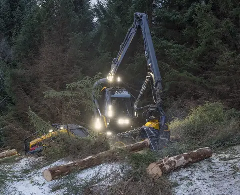 Maskinell skogavvirkning på åsryggen mellom Skjelstad og Hustoft, ikke langt fra Leines i Steigen kommune i Nordland vinteren 2026. Hogstmaskinen som ble brukt var fra den finske produsenten Ponsse. Den besto av en rammestyrt traktor med fire akslinger – to under motordelen og to under førerhuset og den leddete armen som endte i et såkalt aggregat, som besto av ei kraftig gripeklo og et skjæreapparat med kjede, som på ei motorsag. Hjulene på de to fremre akslingene var forbundet med belter som skulle fordele marktrykket over større flater. Ved felling plasseres gripekloa slik at den omslutter den nedre delen av stammen. Deretter kappes stammen i lav høyde før treet veltes kontrollert i bakken. Så roteres et par kjettingbelagte gummihjul, slik at stammen trekkes gjennom gripekloa, som har kraftige stålarmer med kniver som skjærer vekk greinene. Samtidig registreres lengde- og kvalitetsinformasjon, som danner grunnlag for kappeforslag på en monitor i førerhuset. Dette fotografiet ble tatt idet stokken ble kappet. Ferdigkappet tømmer plasseres på begge sider av den traséen maskinen har kjørt under hogsten. Derfra ble det seinere plukket opp på en lassbærer – en lastetraktor med kran og gripeklo – som fraktet det i terrenget fram til en velteplass ved bilveg. I den regionen der dette fotografiet er tatt var det to maskinentreprenørselskaper som påtok seg slike oppdrag - Salten Skogservice AS og Allskog entreprenør, som har en avdeling i Salten og en i Vesterålen. Her var det det sistnevnte miljøet som sto for drifta. Maskinførerne oppgav til fotografen som tok dette bildet at det skulle avvirkes mellom 5 000 og 6 000 kubikkmeter tømmer. Denne hogsten foregikk i et bestand av sitkagran som sannsynligvis var plantet i den mest aktive skogreisingsperioden i 1950- eller 1960-åra. Dette er ytterligere kommentert under fanen «Opplysninger».