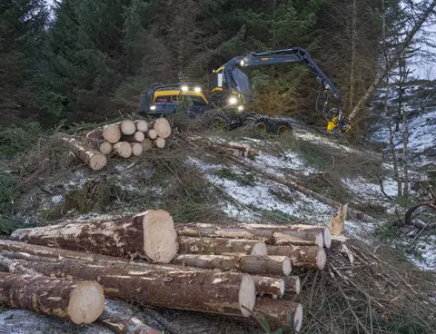 Maskinell skogavvirkning på åsryggen mellom Skjelstad og Hustoft, ikke langt fra Leines i Steigen kommune i Nordland vinteren 2026. Hogstmaskinen som ble brukt var fra den finske produsenten Ponsse. Den besto av en rammestyrt traktor med fire akslinger – to under motordelen og to under førerhuset og den leddete armen som endte i et såkalt aggregat, som besto av ei kraftig gripeklo og et skjæreapparat med kjede, som på ei motorsag. Hjulene på de to fremre akslingene var forbundet med belter som skulle fordele marktrykket over større flater. Ved felling plasseres gripekloa slik at den omslutter den nedre delen av stammen. Så kappes stammen like over bakkenivå før treet veltes kontrollert over ende, slik vi ser det på dette fotografiet. Deretter roteres et par kjettingbelagte gummihjul, slik at stammen trekkes gjennom gripekloa, som har kraftige stålarmer med kniver som skjærer vekk greinene. Samtidig registreres lengde- og kvalitetsinformasjon, som danner grunnlag for kappeforslag på en monitor i førerhuset. Ferdigkappet tømmer plasseres på begge sider av den traséen maskinen har kjørt under hogsten. Derfra ble det seinere plukket opp på en lassbærer – en lastetraktor med kran og gripeklo – som fraktet det i terrenget fram til en velteplass ved bilveg. I den regionen der dette fotografiet er tatt var det to maskinentreprenørselskaper som påtok seg slike oppdrag - Salten Skogservice AS og Allskog entreprenør, som har en avdeling i Salten og en i Vesterålen. Her var det det sistnevnte miljøet som sto for drifta. Maskinførerne oppgav til fotografen som tok dette bildet at det skulle avvirkes mellom 5 000 og 6 000 kubikkmeter tømmer. Denne hogsten foregikk i et bestand av sitkagran som sannsynligvis var plantet i den mest aktive skogreisingsperioden i 1950- eller 1960-åra. Dette er ytterligere kommentert under fanen «Opplysninger».