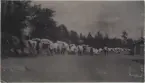 Halmstoppning 1902