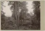 Wiks slott, Balingsta socken, Uppland 1900