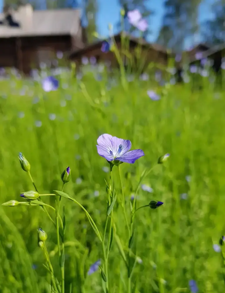 Linplantor med lila blommor samt trähus i bakgrunden.