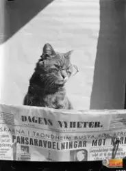 Katt som "läser" DN, (Dagens Nyheter) måndag 6 maj 1940.