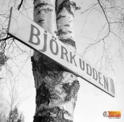 Skylt på en björk "Björkudden"