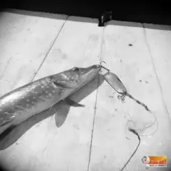 Gäddfångst med fiskedraget kvar.