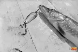 Gäddfångst med fiskedraget kvar.