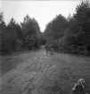 Orientering, 27/9 1942. 
Två unga kvinnor är på väg bort på en liten skogsväg,
efter en kontroll.