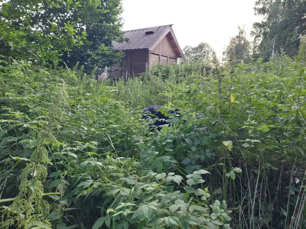 Man kan så vidt se en person bøyd ned i et område med masse høye grønne planter, i bakgrunn ser man viking-smia ved Gildehallen.