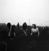 Potatisplockning 1942. 
Ett antal unga kvinnor plockar upp potatis på en åker. I bakgrunden
skymtar en bondgård.