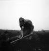 Potatisplockning 1942. 
Närbild av en ung kvinna, som hackar upp potatis på en åker.