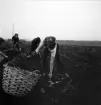 Potatisplockning 1942. 
Några unga kvinnor plockar upp potatis på en åker.