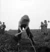 Potatisplockning 1942. 
Närbild av en ung kvinna, som hackar upp potatis på en åker.