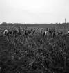 Potatisplockning 1942. 
Ett antal unga kvinnor plockar upp potatis på en åker. I bakgrunden
syns en åker med sädesskylar.