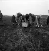 Potatisplockning 1942. 
Några unga kvinnor samlar upp potatis på en åker.