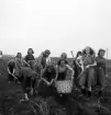 Potatisplockning 1942. 
Några unga kvinnor samlar upp potatis på en åker.