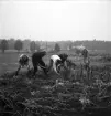 Potatisplockning 1942. 
Några unga kvinnor hackar upp potatis på en åker. Någon slags verkstad
eller liten fabrik, skymtar i bakgrunden.