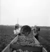 Potatisplockning 1942. 
Några unga kvinnor häller av potatis från en korg, på en kärra.